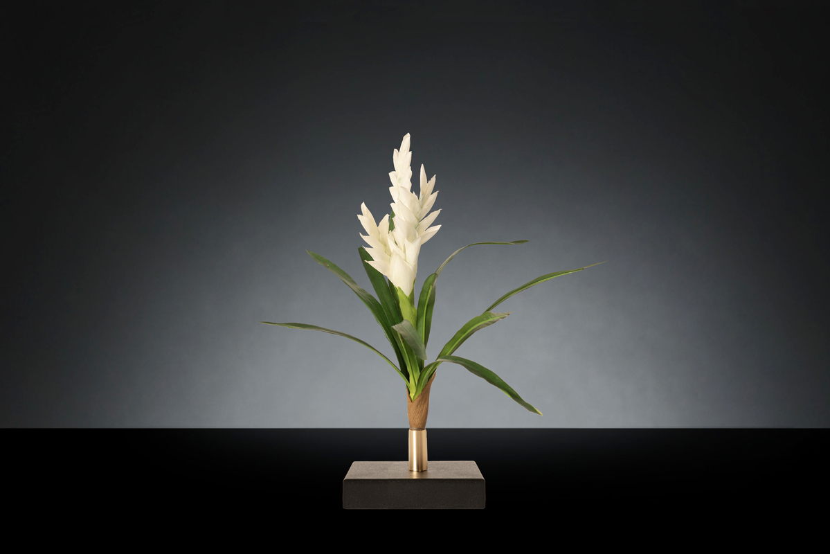 1700219347-1142914.96 BROMELIA_2 copiaLOW